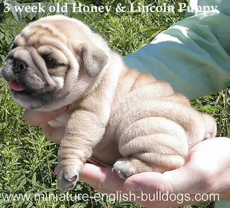 Mini English Bulldog puppies 